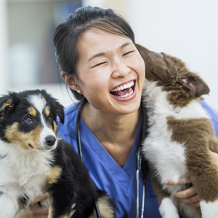 A smiling veterinarian in a blue shirt holding two puppies